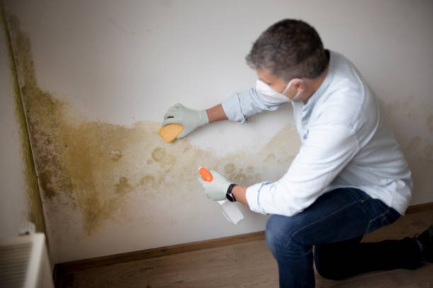 Mold Removal for HVAC Installations in Cedar Ridge, CA