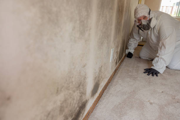 Best Industrial Mold Remediation  in Cedar Ridge, CA
